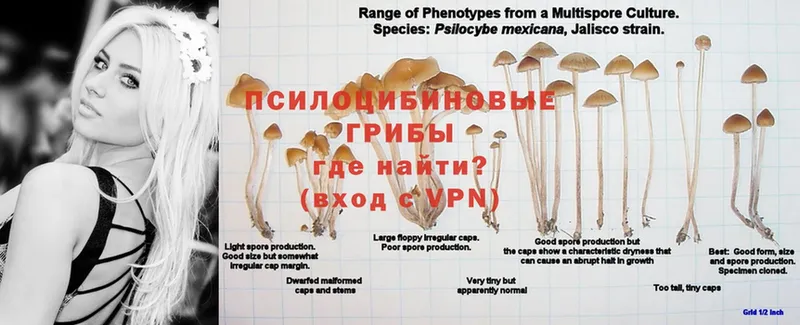 Псилоцибиновые грибы Magic Shrooms  Лениногорск 